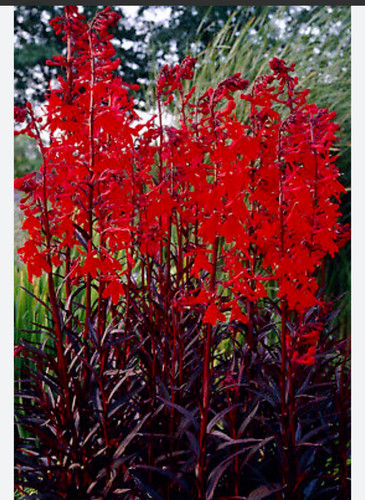 Lobelia red queen - lobelia, victoria