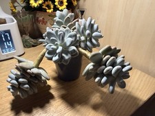 Large Pachyphytum Compactum Star Beauty Succulent  8 inch Long Stem