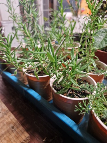 Rosemary plant rosmarinus - rosemary,