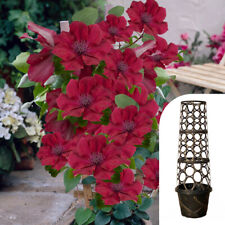 Clematis 'Nubia Boulevard' Patio Climber with Tower Pot Planter and Trellis