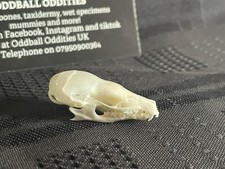 Real Animal Skull Mole