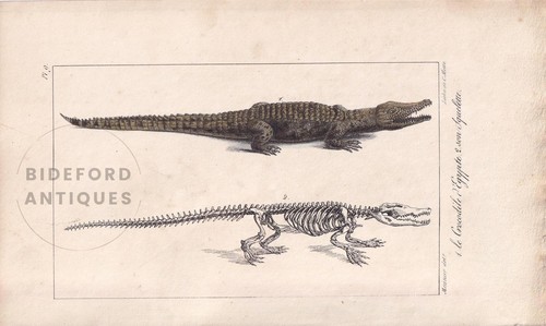 1834 nile crocodile print - nile,