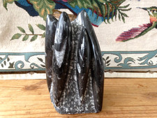 POLISHED ORTHOCERAS FOSSIL (16.5 cm)