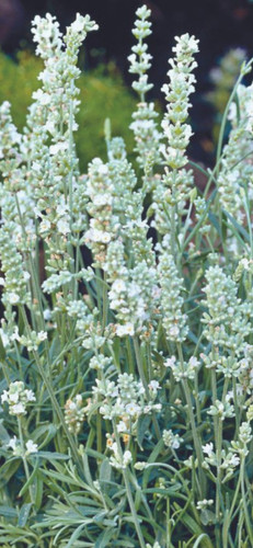 Lavender elegance white plant - lavender,