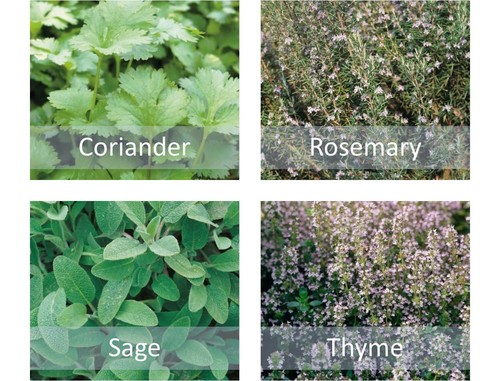Herb seeds collection - collection,