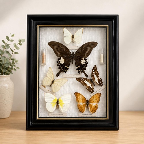 Vintage framed butterfly - framed,