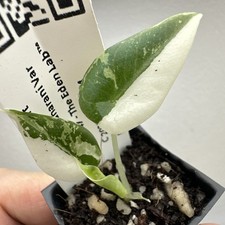 Alocasia Maharani Variegata -