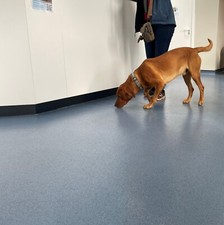 Waterproof Heavy Duty Anti-slip Vinyl Flooring - Vets Veterinary Clinic Kennels