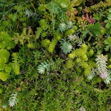 SEDUM MIXED SPECIES - 0.1 GRAM