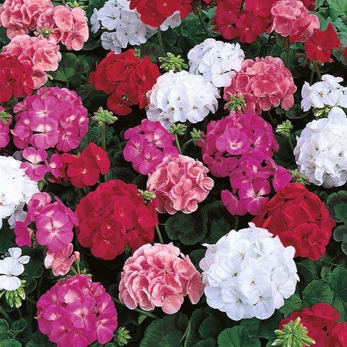Geranium zonal mixed colours - geranium,