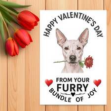American hairless terrier - hairless,