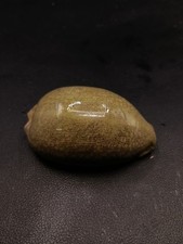 Large Green Cypraea mauritia