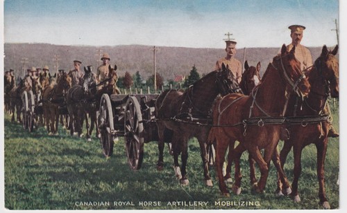 Canadian royal horse - canadian,