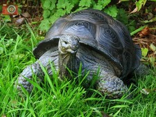 LIFE SIZE TORTOISE. Lovely