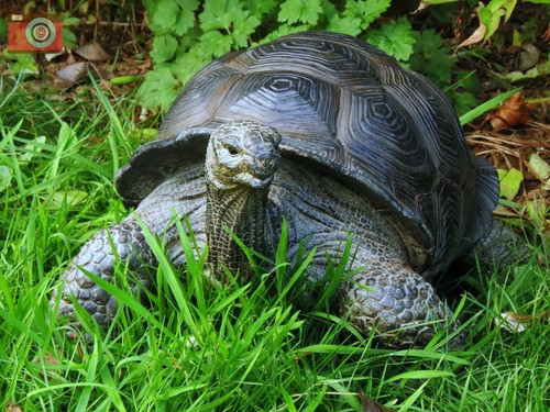 Life size tortoise lovely - life,