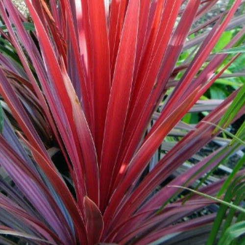 Large plants cordyline - plants,