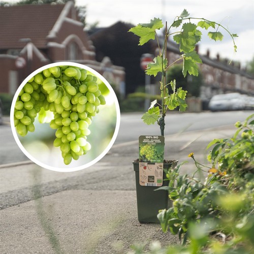 Mature green grape fruit plant - grape,
