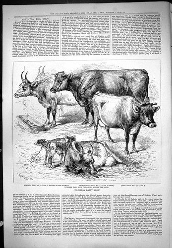 Old islington dairy show - old,