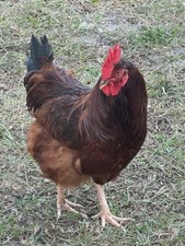 12 Rhode Island Red Pure Breed