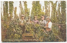 Hop-picking, Londoners picking into Bins, 1905 postcard
