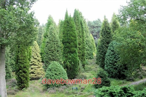 Photo lawson cypress - ,