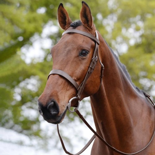 Kincade hunt cavesson - kincade,
