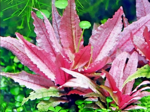 Cryptocoryne flamingo live - flamingo,