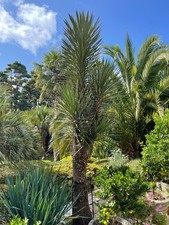 Yucca filifera peter s - yucca, st.