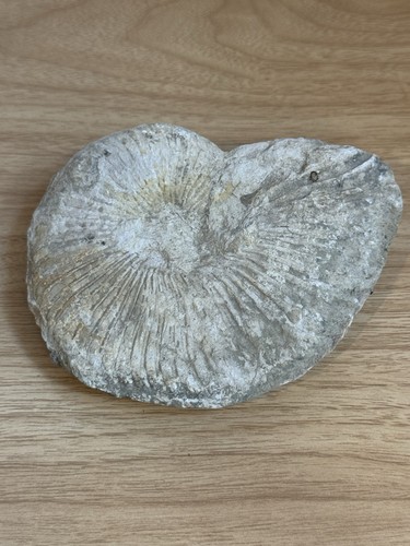 Texas ammonite fossil - texas,