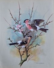 SALE! Vintage bird book plate