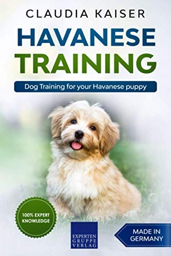 Havanese training dog - havanese, training: