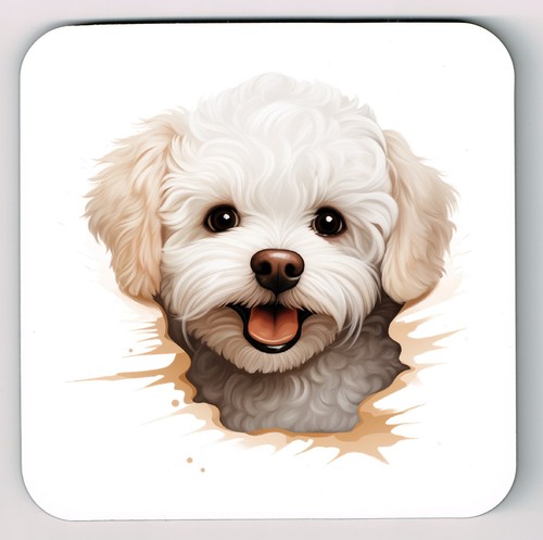 Peeking peeping bichon - peeking,