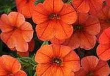 3  X   ORANGE  CALIBRACHOA