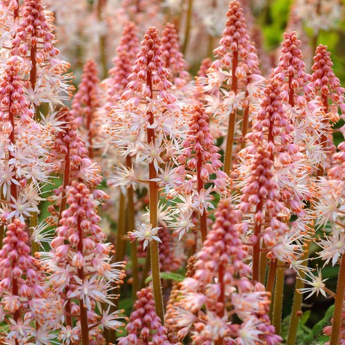 Tiarella spring symphony - spring,