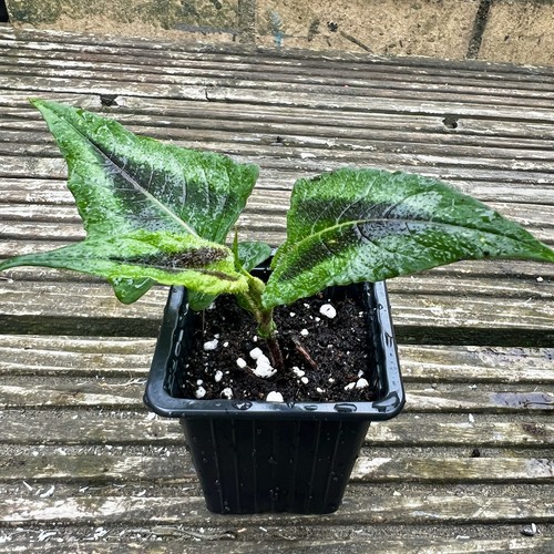 Persicaria runcinata purple - runcinata,