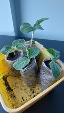 4x pani Kodu Bottle Gourd