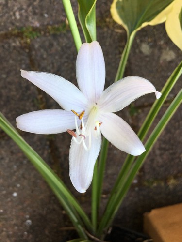 Hosta sweet medium - so,