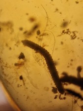Mosquito And Larvae In 100 Million Year Old Burmese Amber 