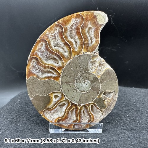 Fossilized ammonite half - cut, &