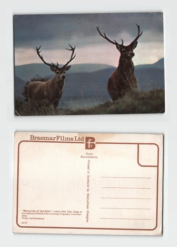 Postcard red deer stags - postcard,