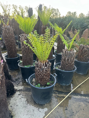 Feet dicksonia antarctica - 2,