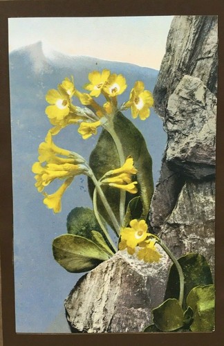 Primula auricula alpine - primula,