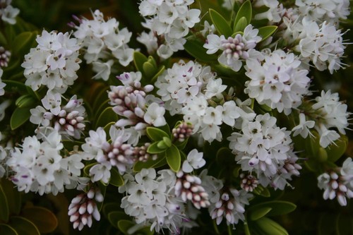 Hebe rakaiensis hardy - 'rakaiensis',