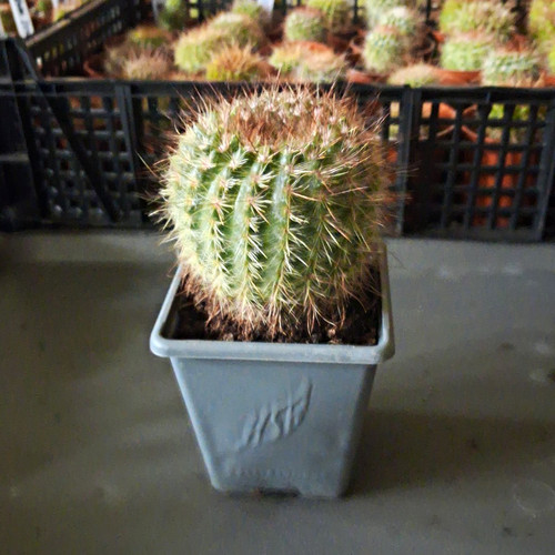 Mammillaria cactus plant - mammillaria, in