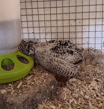 24 Japanese Coturnix Quail Eggs. 