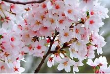 Fuji Cherry Blossom Tree Japanese Prunus Kojo-no-mai Pollinators Plant for Bees
