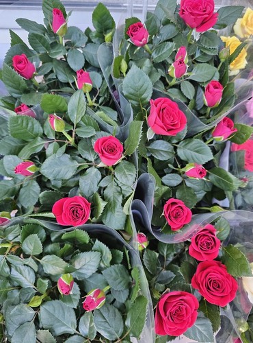 Red patio rose plant 13cm - patio,