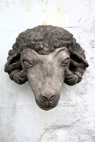 Ram sheep head - sheep,