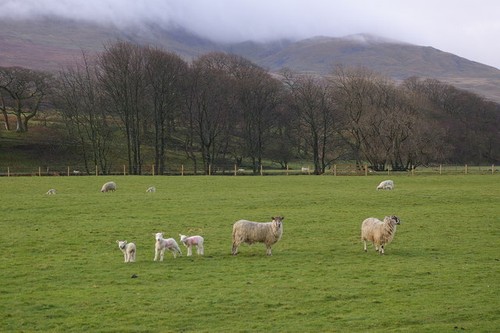Photo 6x4 sheep near - 6x4,