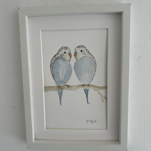 Pair blue budgerigars - blue, budgerigars/